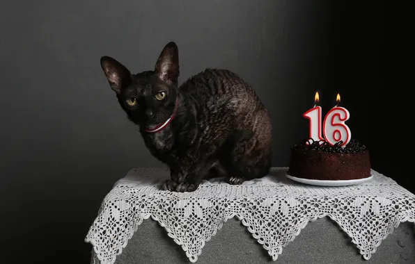 Кошка, кот, взгляд, поза, темный фон, стол, праздник, черный