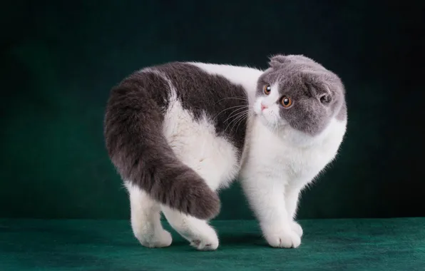 Кошка, кот, взгляд, морда, поза, темный фон, котенок, лапы