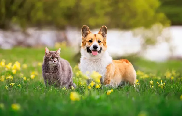 Зелень, язык, кошка, трава, кот, серый, поляна, собака