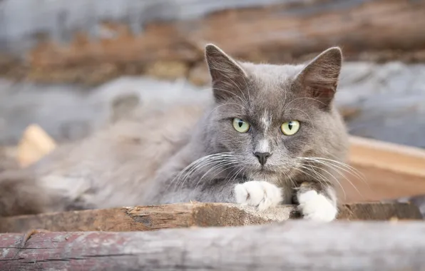 Кошка, котик, лапки, Кот, деревенский