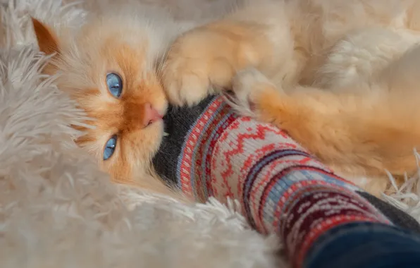 Кошка, кот, взгляд, поза, игра, носок, пушистый, рыжий