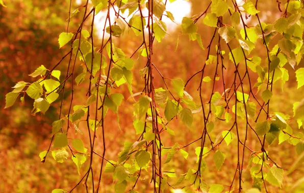 Autumn, tree, leaf, twig