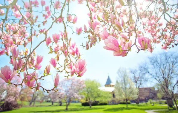 Картинка листья, свет, цветы, ветки, парк, фон, здания, весна