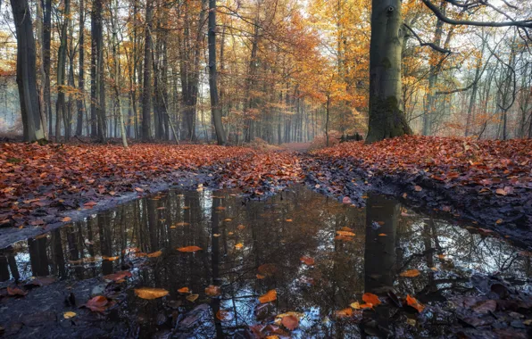 Осень, природа, лужа