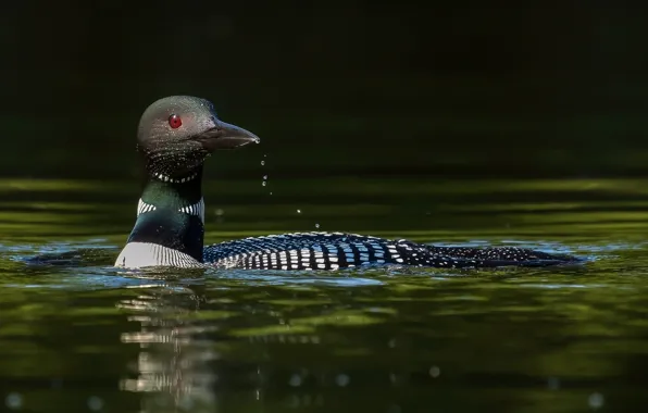 Картинка bird, water, гагара, птицА, уткА, водокАп