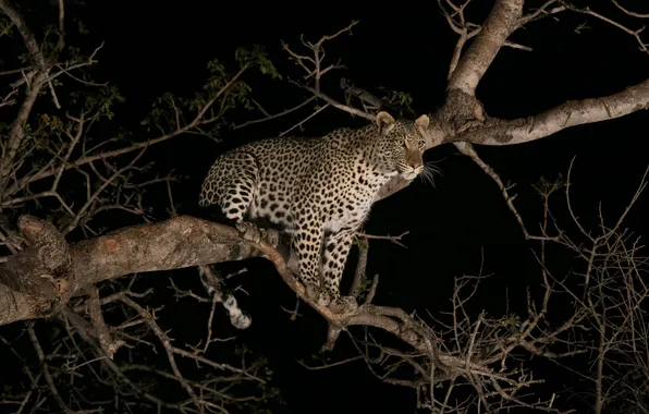 Картинка ночь, хищник, леопард, дикая кошка, на дереве, молодой