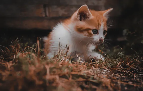 Котенок, земля, рыжий цвет, Fabio Grandis