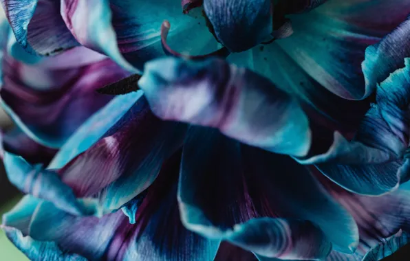 Flowers, beautiful, colours