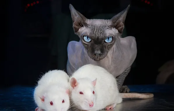 Кошка, кот, взгляд, голубые глаза, тёмный фон, сфинкс, крыски, белые крысы
