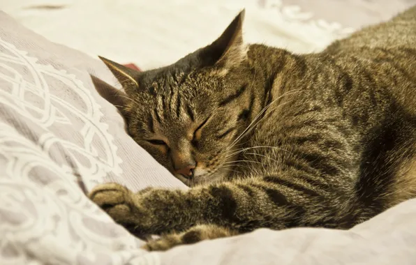 Кошка, кот, котик, спит, kitty, няша
