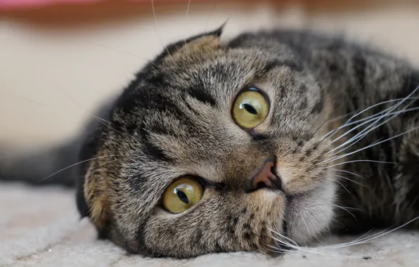 Картинка кошка, кот, животное