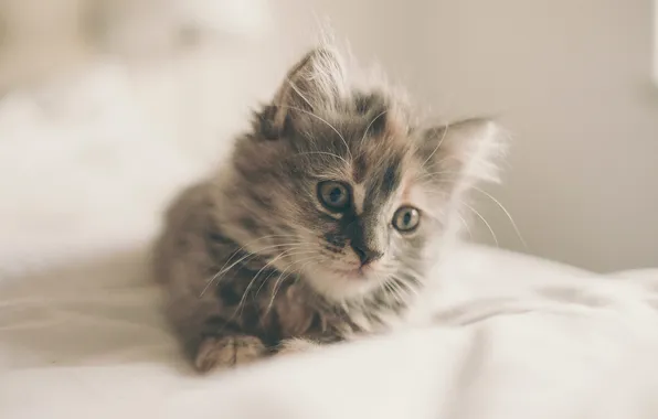 Кошка, взгляд, поза, котенок, мордашка