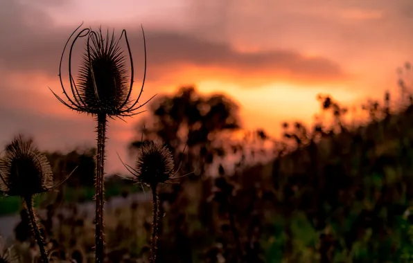 Sky, Grass, Tree, Sunset, Autumn, Meadow, Lush, Hillside