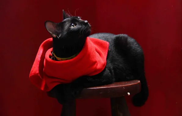 Картинка кошка, кот, фон, черный, салфетка, табурет