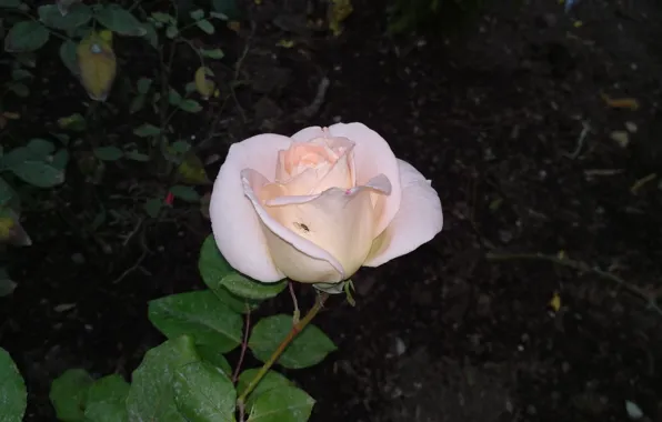 Картинка Комар, Роза, Rose, Белая роза, White rose