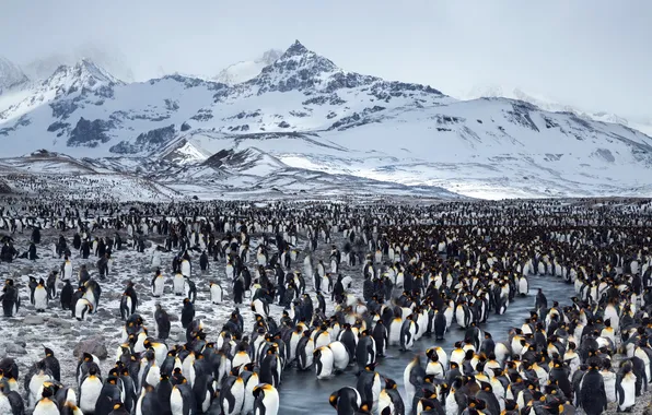 Пейзаж, природа, пингвины