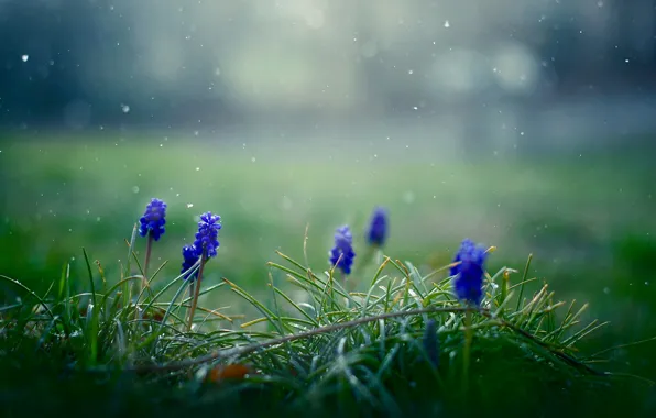 Картинка трава, цветы, снежинки, весна, синие, Мускари