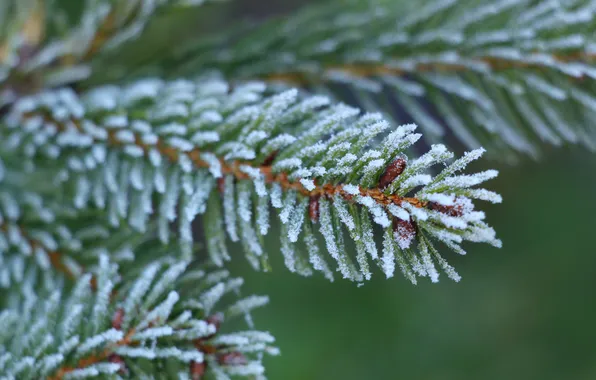 Winter, twig, hoarfrost