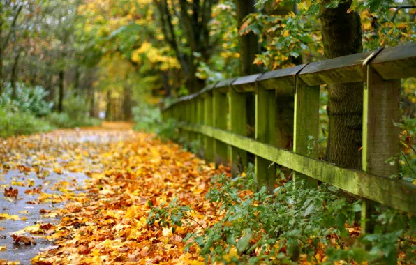 Дорога, осень, листья, забор