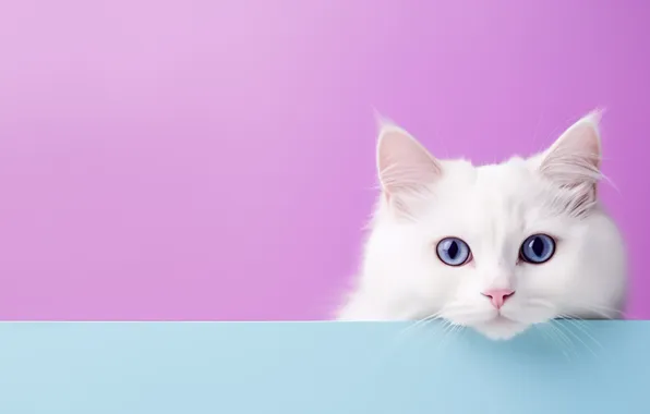 Кошка, белый, кот, взгляд, поза, мордашка, розовый фон, выглядывает