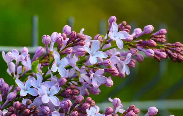 Flower, spring, lilac