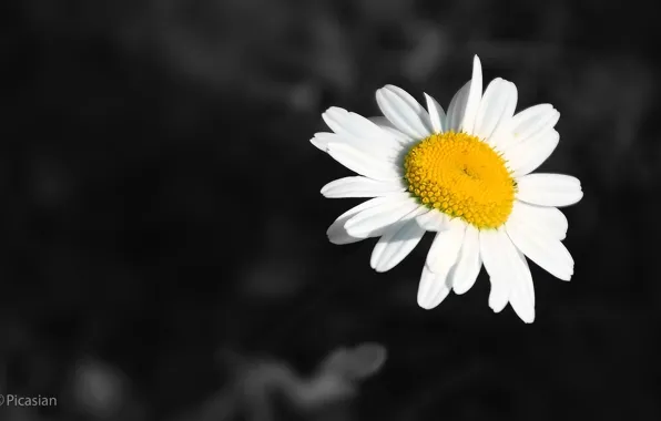 White, black, flower, yellow, nectar