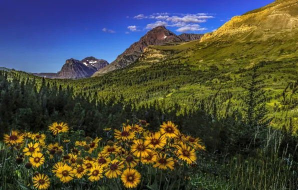 Картинка лес, цветы, горы, долина, Монтана, Glacier National Park, рудбекия, Скалистые горы