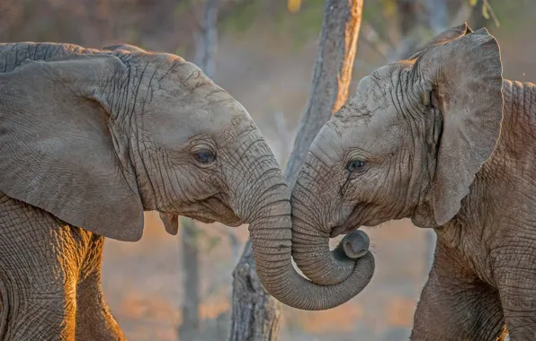 Африка, слоны, ЮАР, Kapama Private Game Reserve