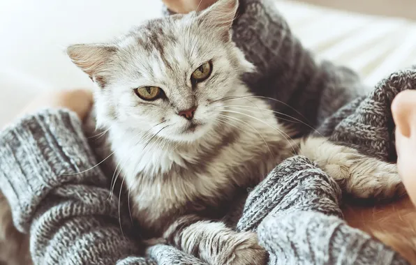 Кошка, кот, взгляд, девушка, поза, серый, лапы, руки