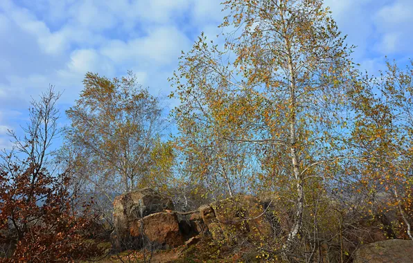 Небо, Осень, Деревья, Sky, Fall, Autumn, Colors, Trees