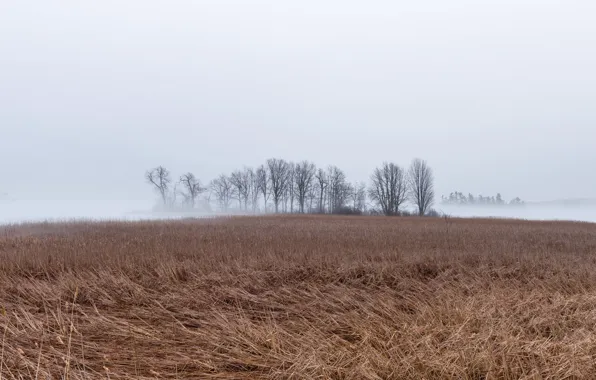 Картинка поле, осень, туман