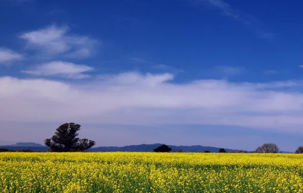 Картинка поле, лето, небо, облака, деревья, цветы, голубое, Природа