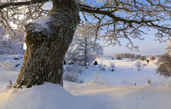 Зима, снег, деревья, Швеция, Sweden, Södermanland, Vagnhärad