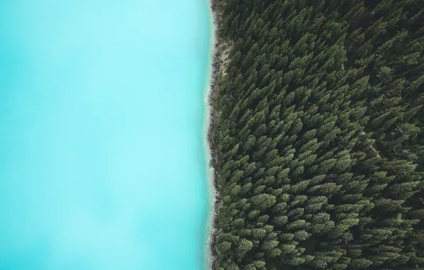 Картинка лес, природа, река, вид сверху