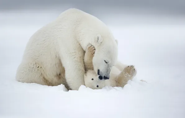 Снег, игра, медвежонок, белый медведь, Арктика