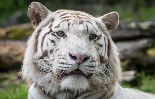 Кошка, взгляд, морда, белый тигр