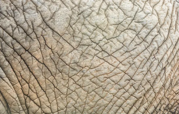 Картинка фон, текстура, Elephant skin