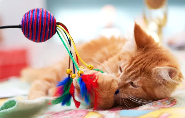 Кошка, кот, игрушка, игра, лапа, перья, рыжий, лежит