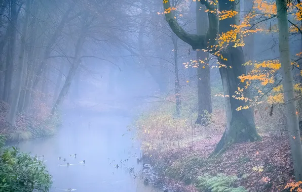Осень, лес, деревья, птицы, природа, туман, берег, листва