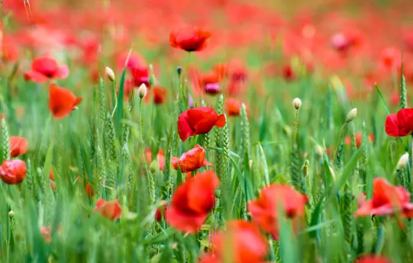 Зелень, лето, цветы, красный, мак, маки