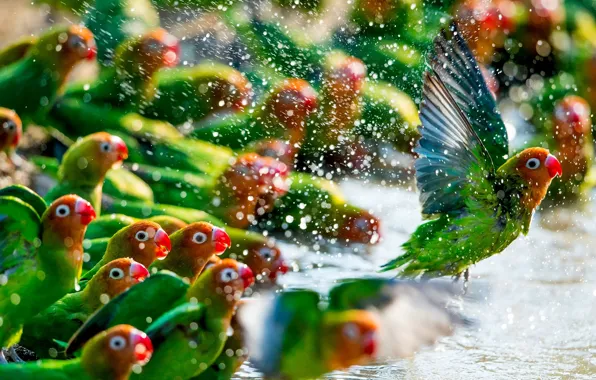 Картинка green, colors, colorful, red, animals, flying, yellow, water