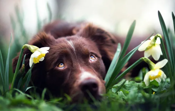 Картинка цветы, собака, нарциссы, Spring dreams
