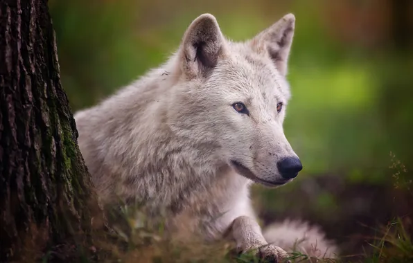 Хищник, Arctic wolf, полярный волк