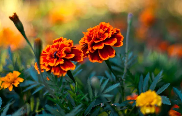 Трава, лепестки, Бутоны, flowers