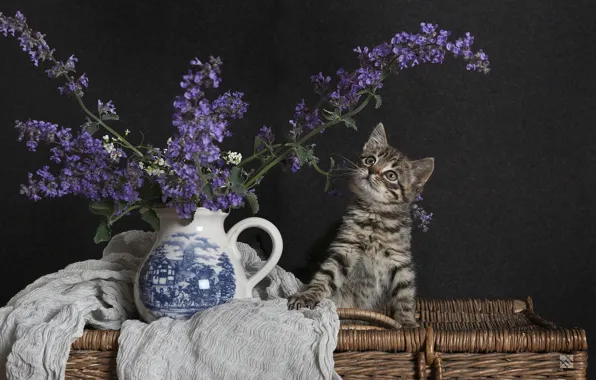 Кошка, цветы, темный фон, котенок, серый, букет, ткань, кувшин