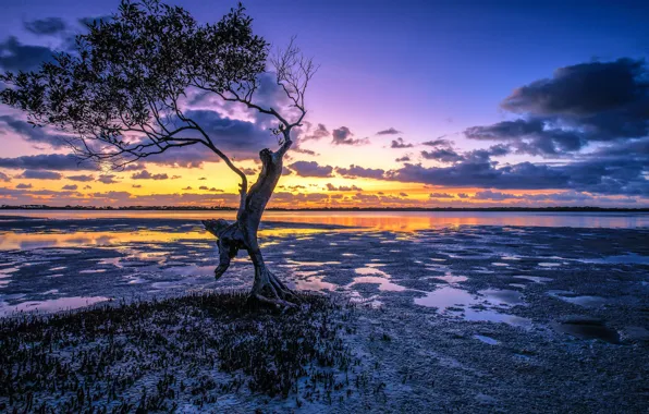 Восход, дерево, рассвет, Австралия, Australia, Queensland, Квинсленд, Pumicestone Channel