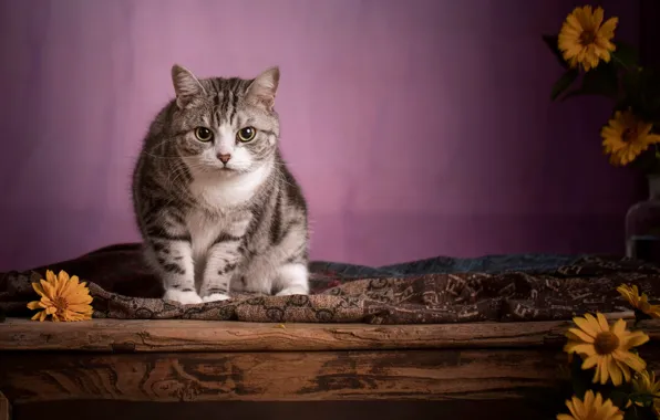 Кошка, кот, взгляд, поза, покрывало, доска, мордашка, сидит