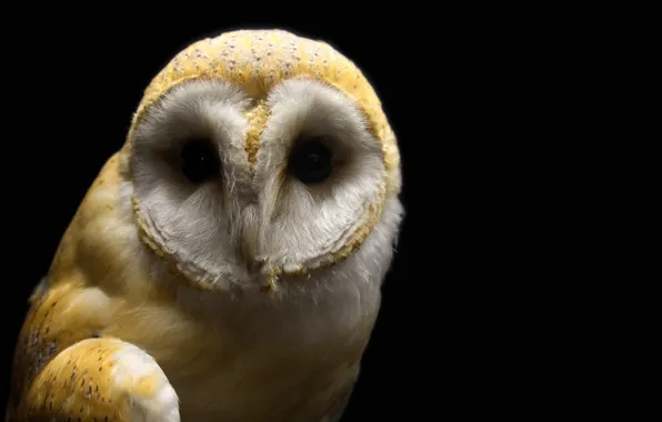 Bird, barn, barn owl, macro photography of brown and white owl