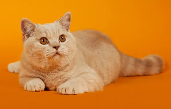 Картинка кошка, кот, взгляд, рыжий, лежит, Оранжевый фон