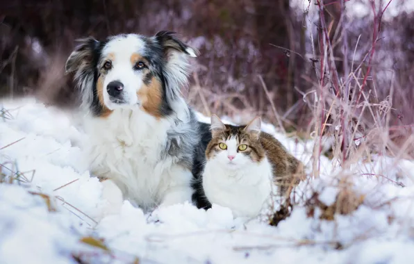 Картинка зима, кошка, снег, собака